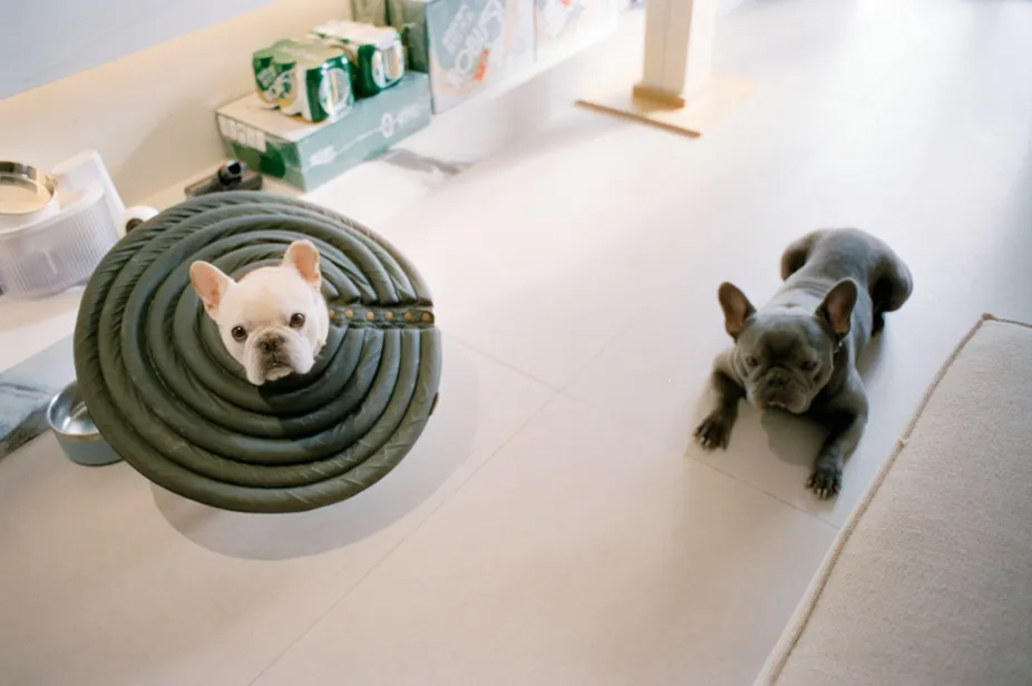  Pet Friendly Rehab Irvine: Healing and Recovery Without Leaving Your Pet Behind